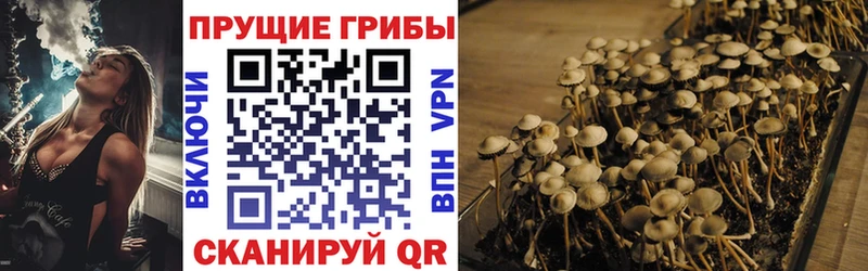 Купить закладки  Каменногорск  Псилоцибиновые грибы Psilocybine cubensis 